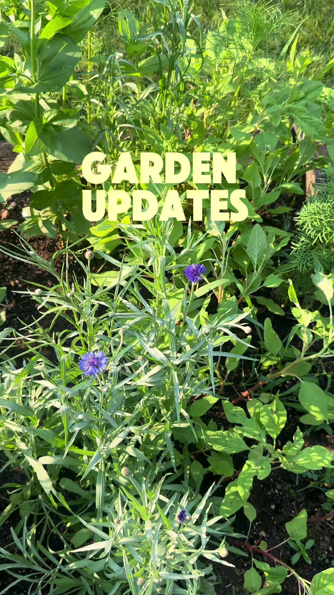@ladylori_of_plants