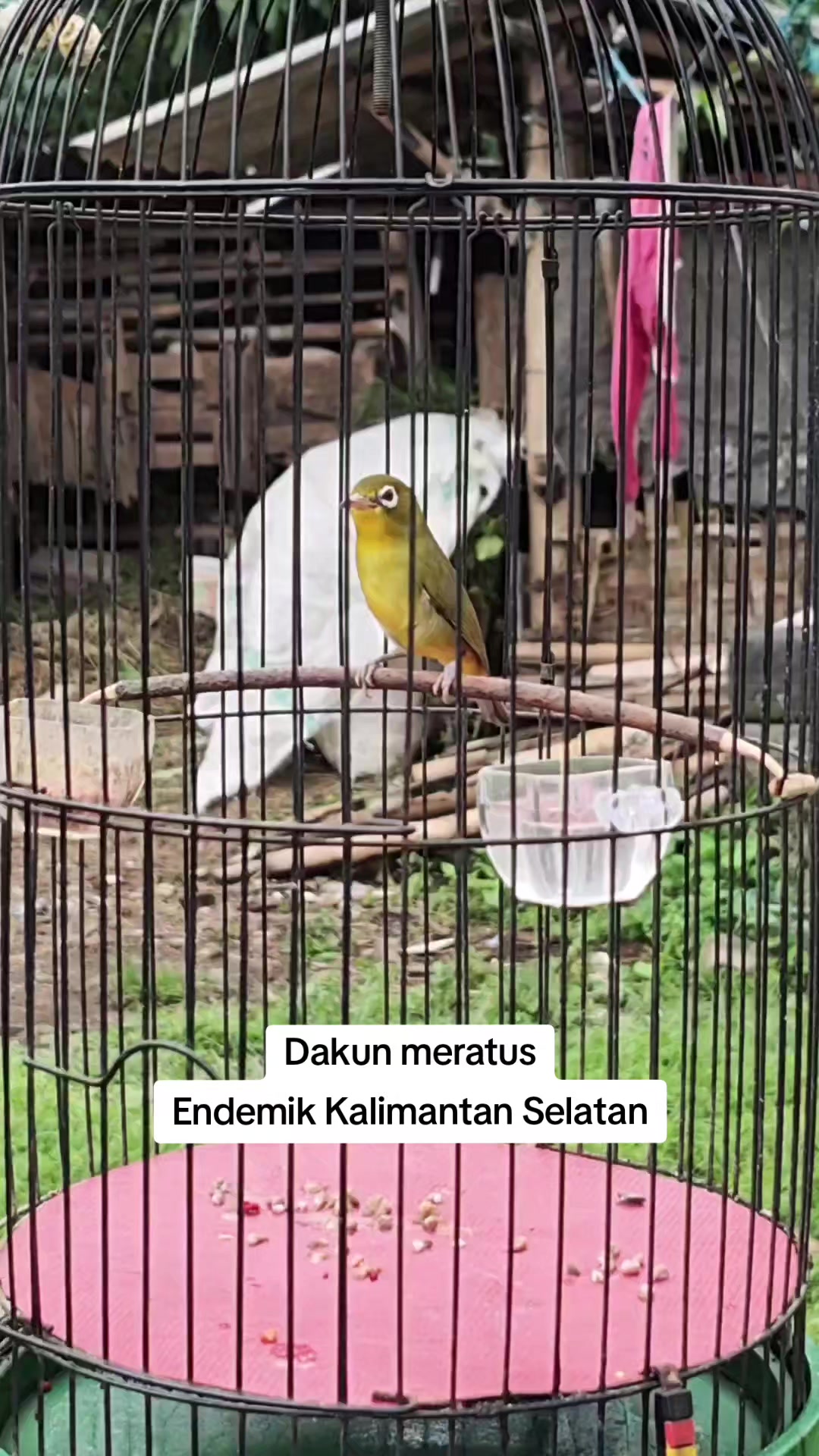@NDX BIRD FARM