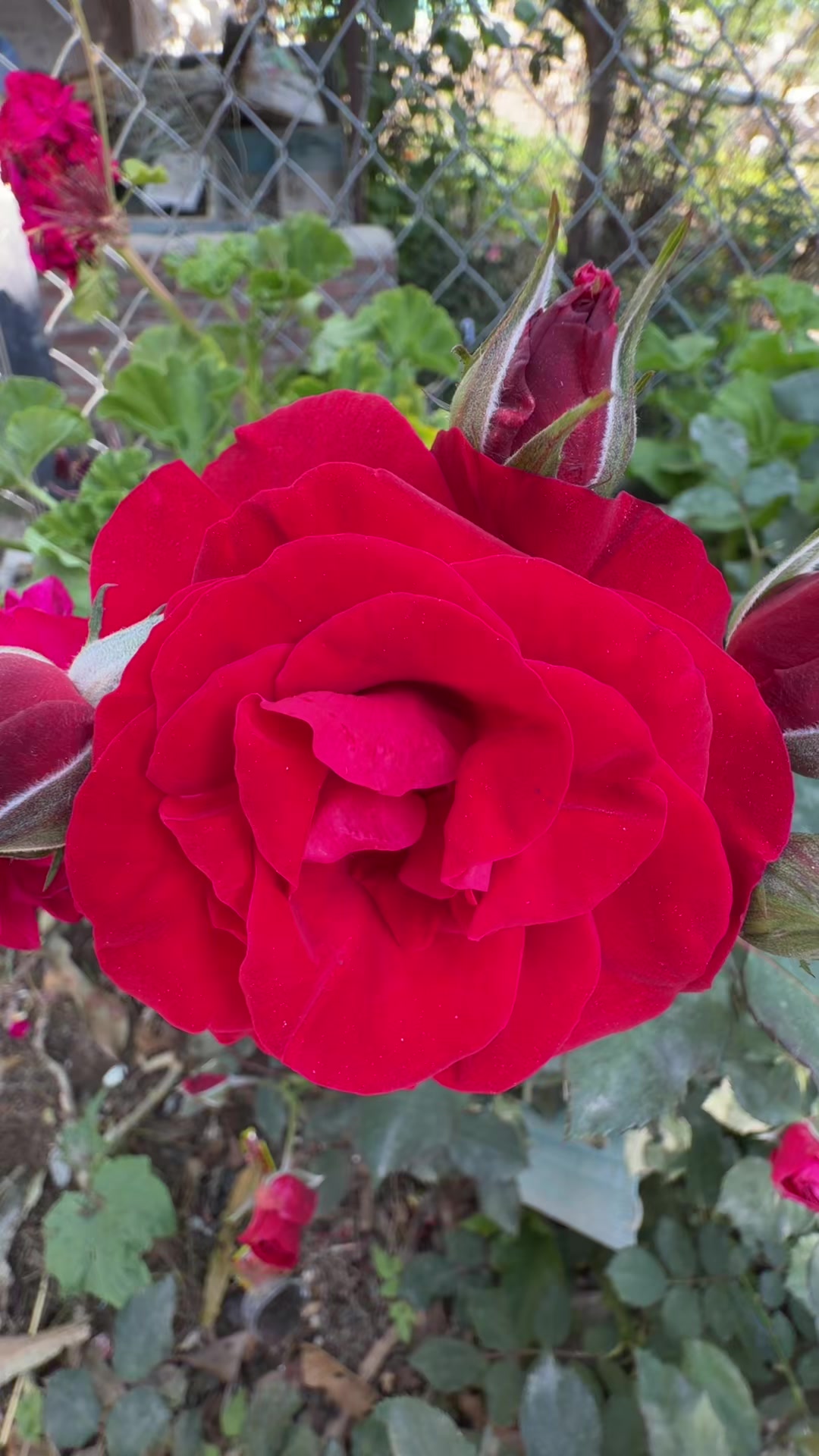 @Ghanshyam Adhikari