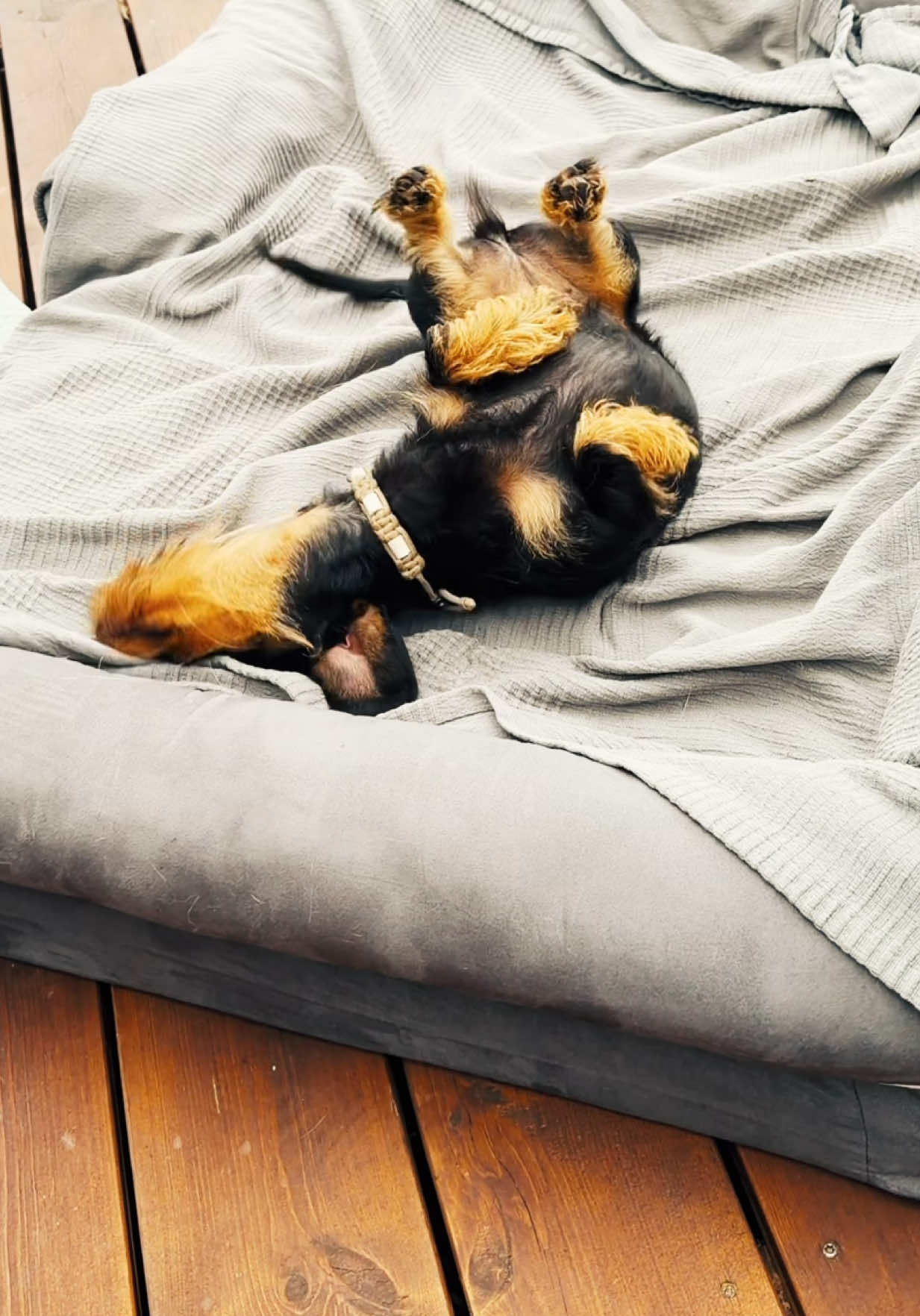 @INSAbenteuerHund