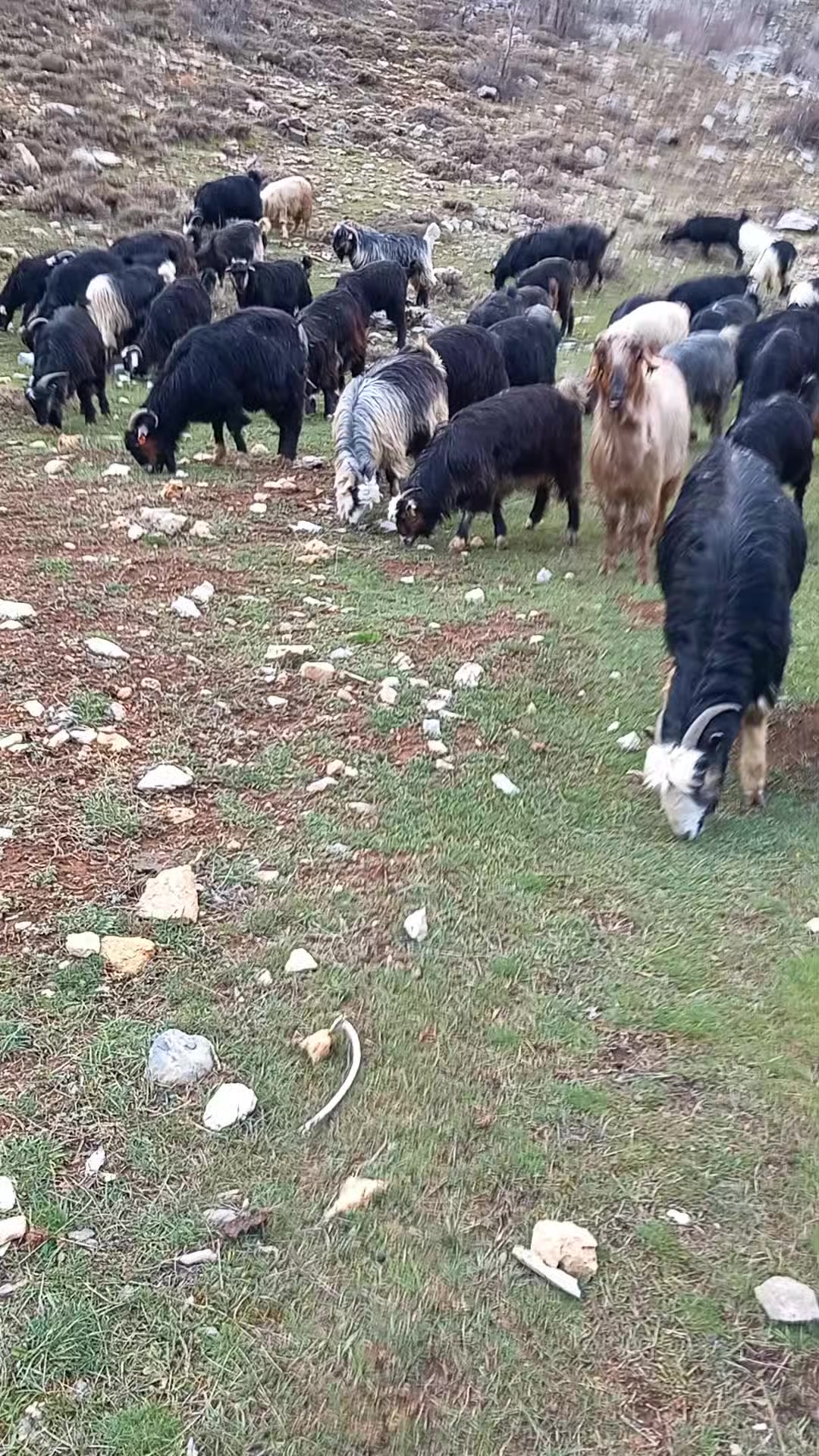 @Toroslarda Bir Çoban