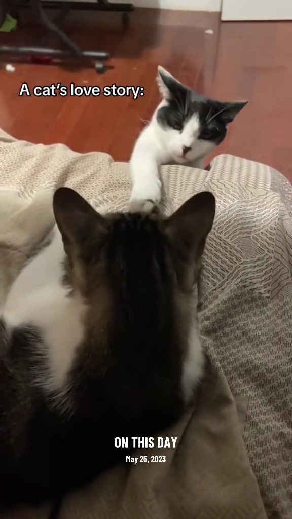 @Are We Home Yet? Cat Sanctuary