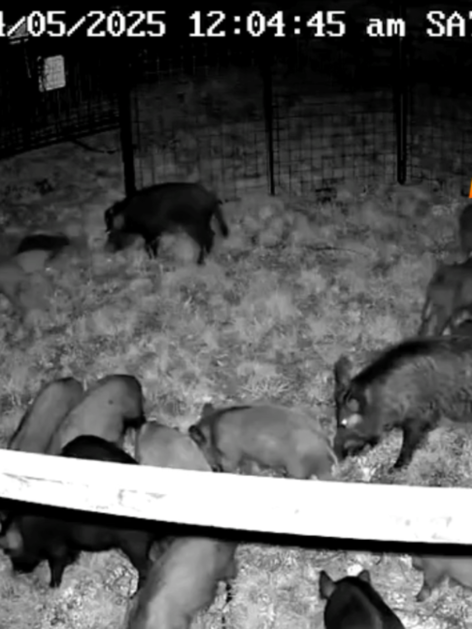 @Hog Brothers Custom Hog Traps