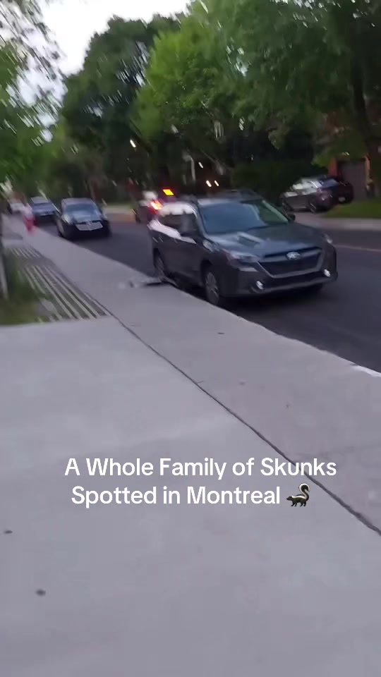 @Montr&eacute;al Stories
