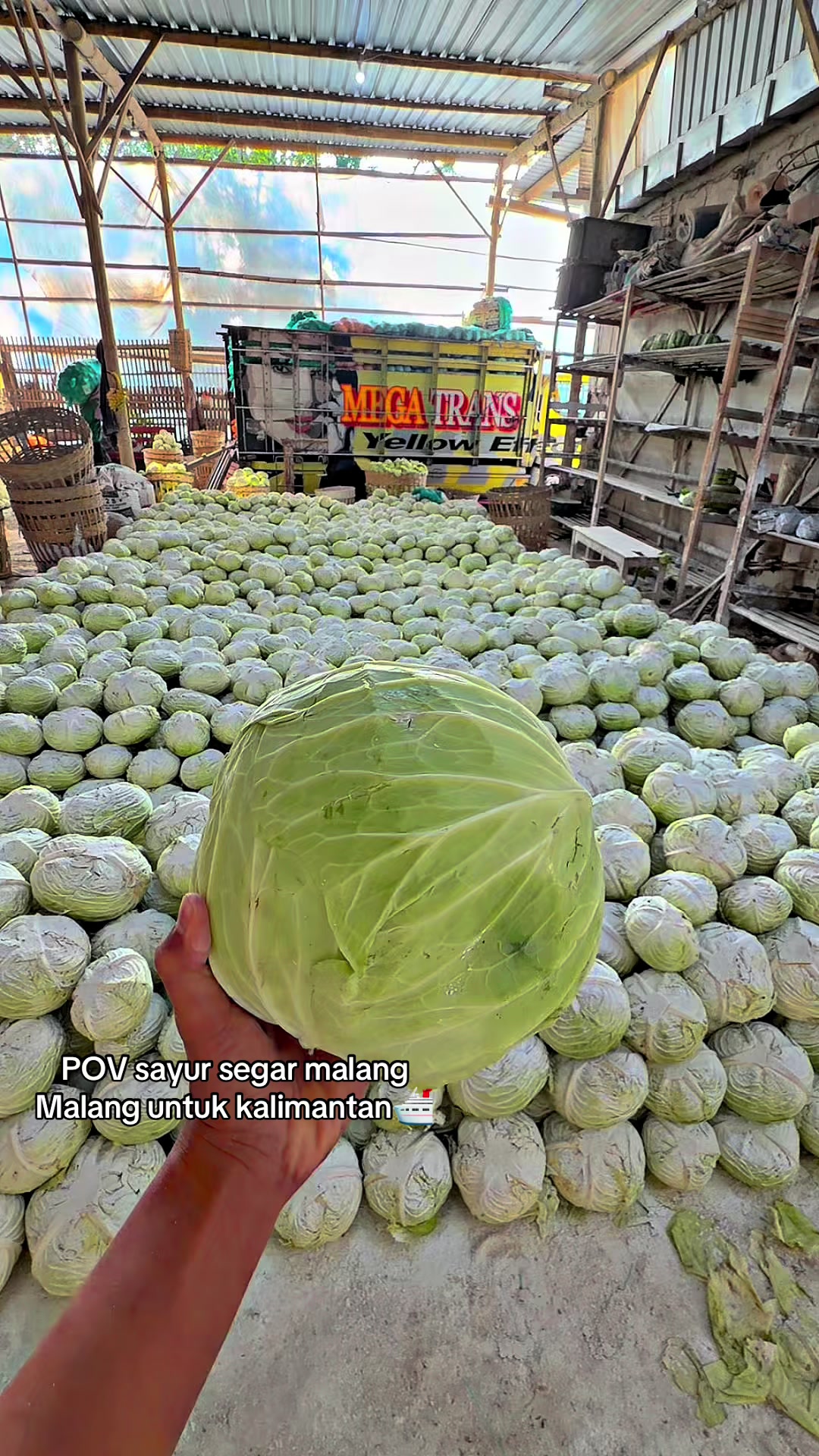 @MEGA TRANS SAYUR MALANG