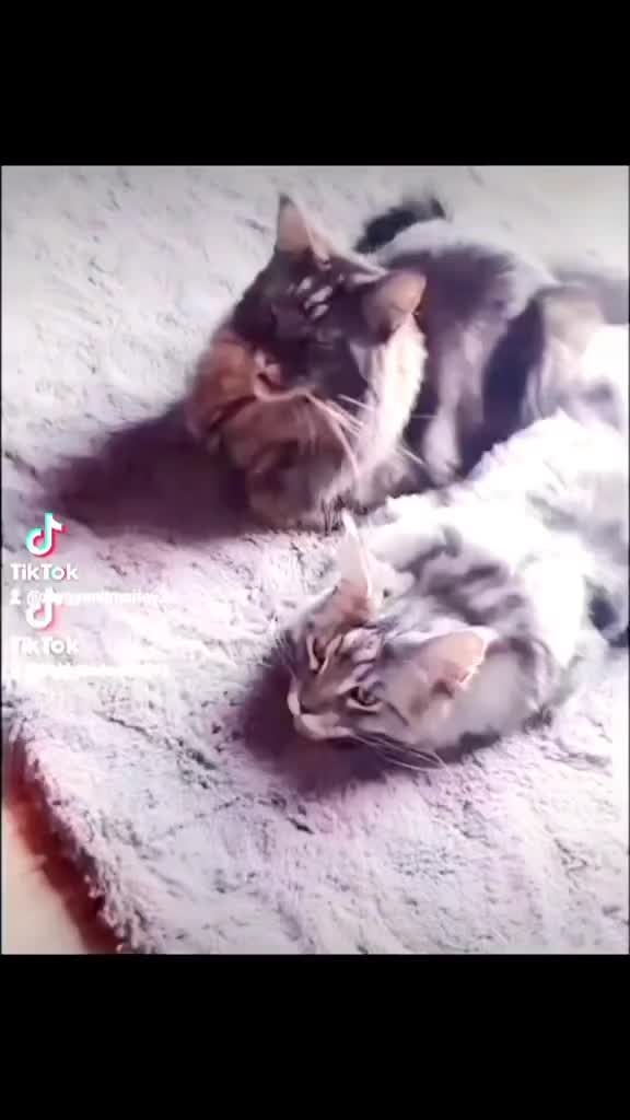 @ZiggyandMarley