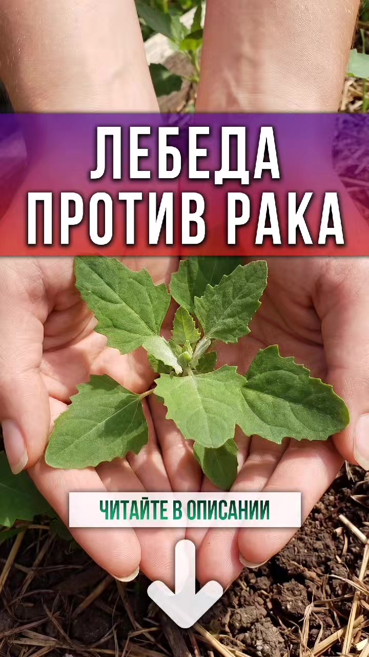 @ЗОЖнавигатор