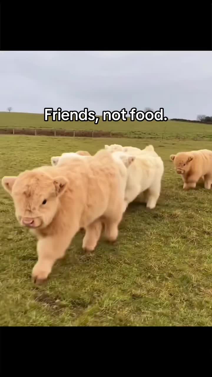 @Meat Sucks