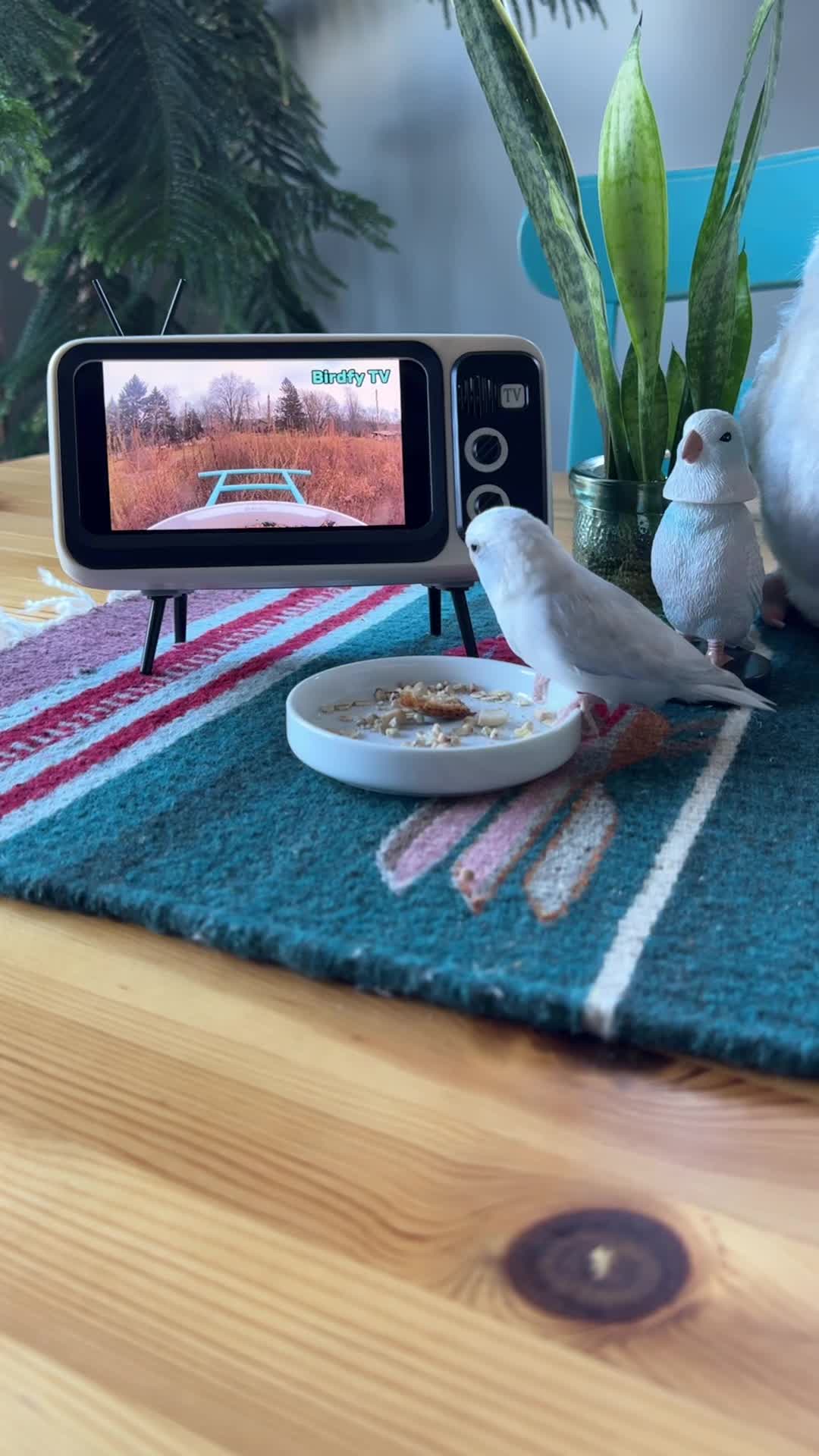 @arlobird
