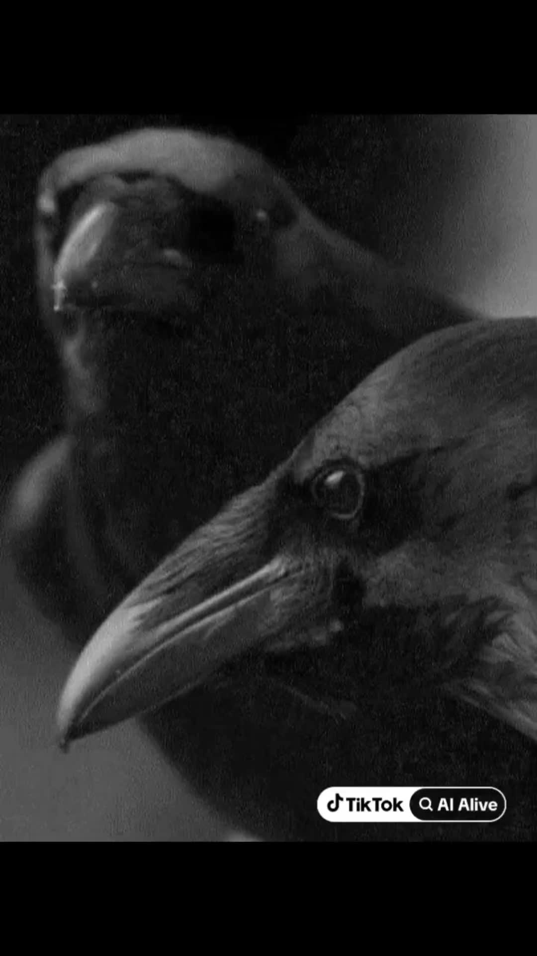 @~°Raven°~