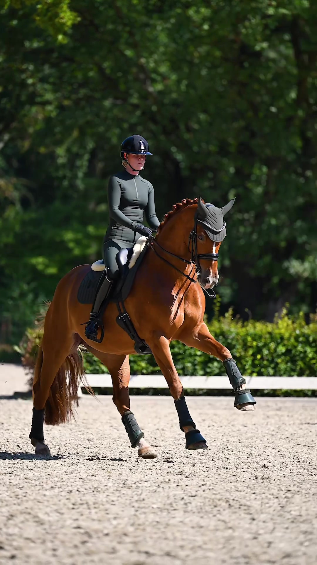 @Maximilian Equestrian