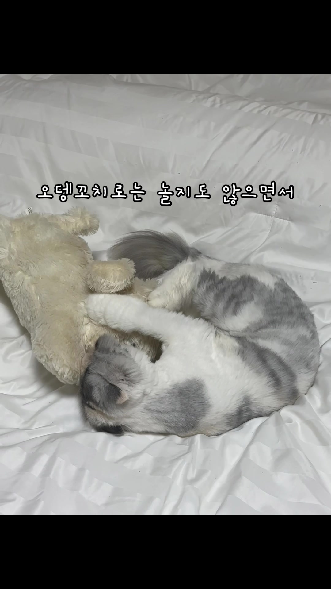 @미용실 고양이 뽀