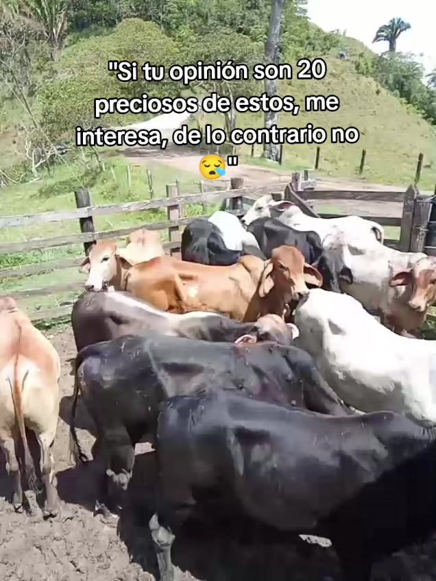 @Estrada