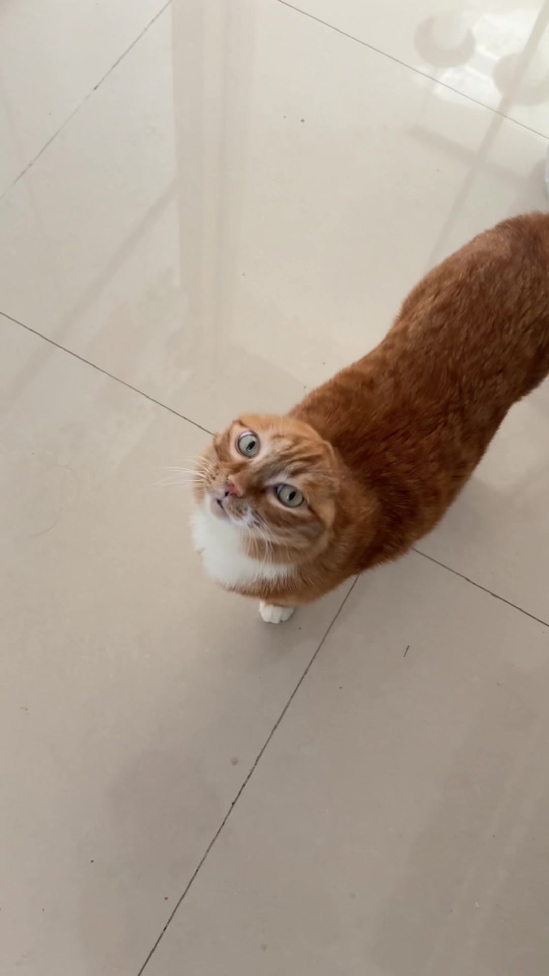 @earless hachimi