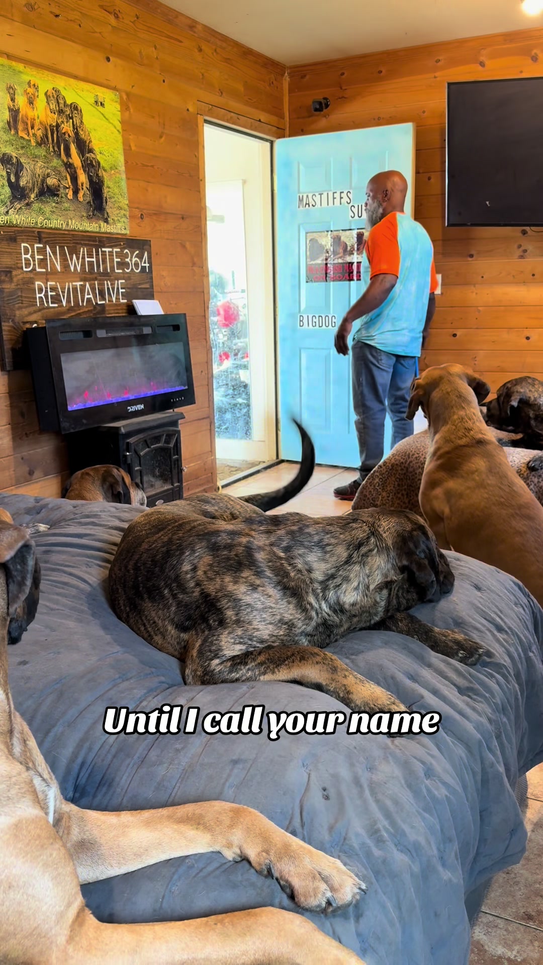 @Blue Ridge Mountain Mastiff’s
