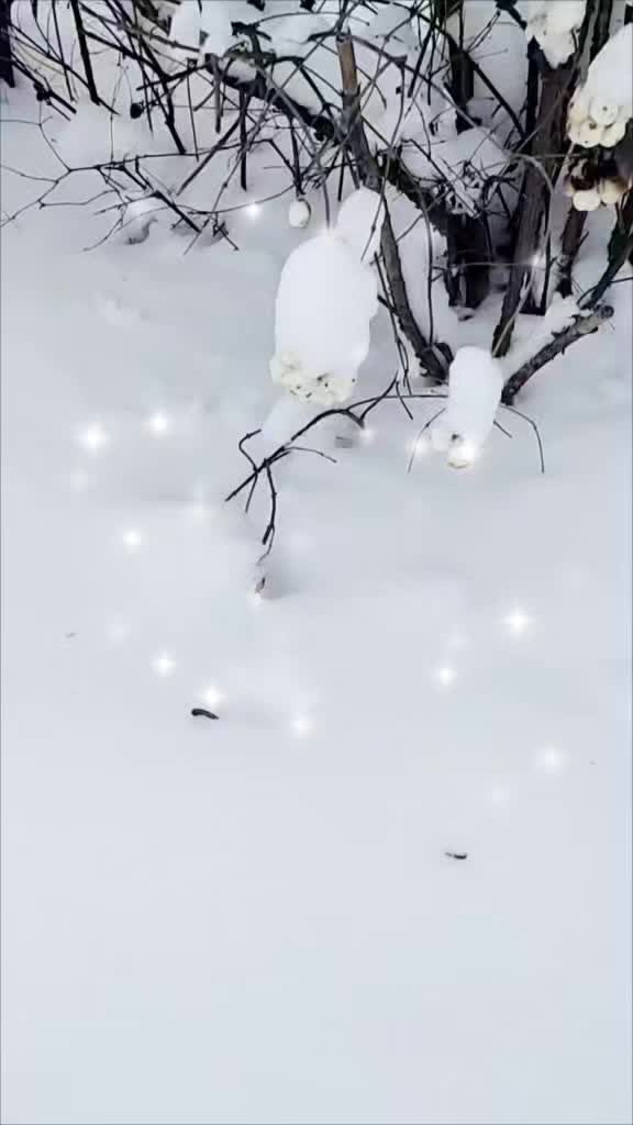 @Svetlana👑
