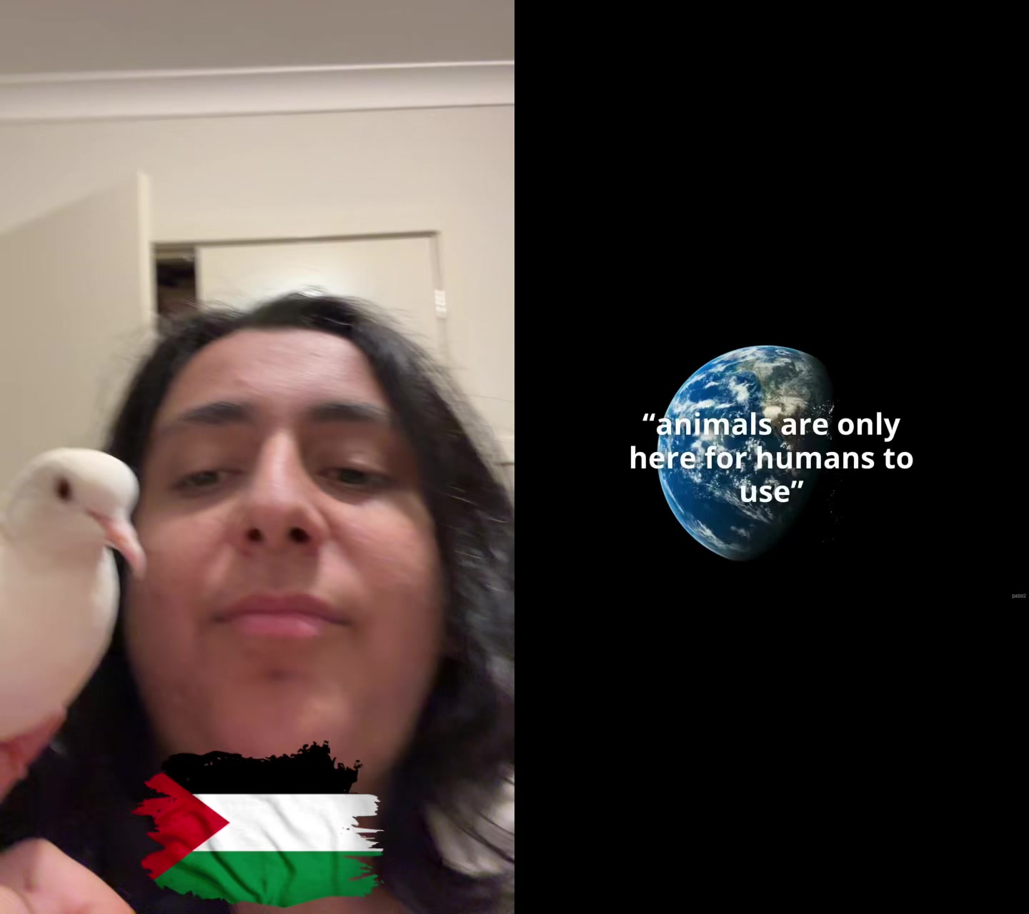 @shayanshabanifckisrl
