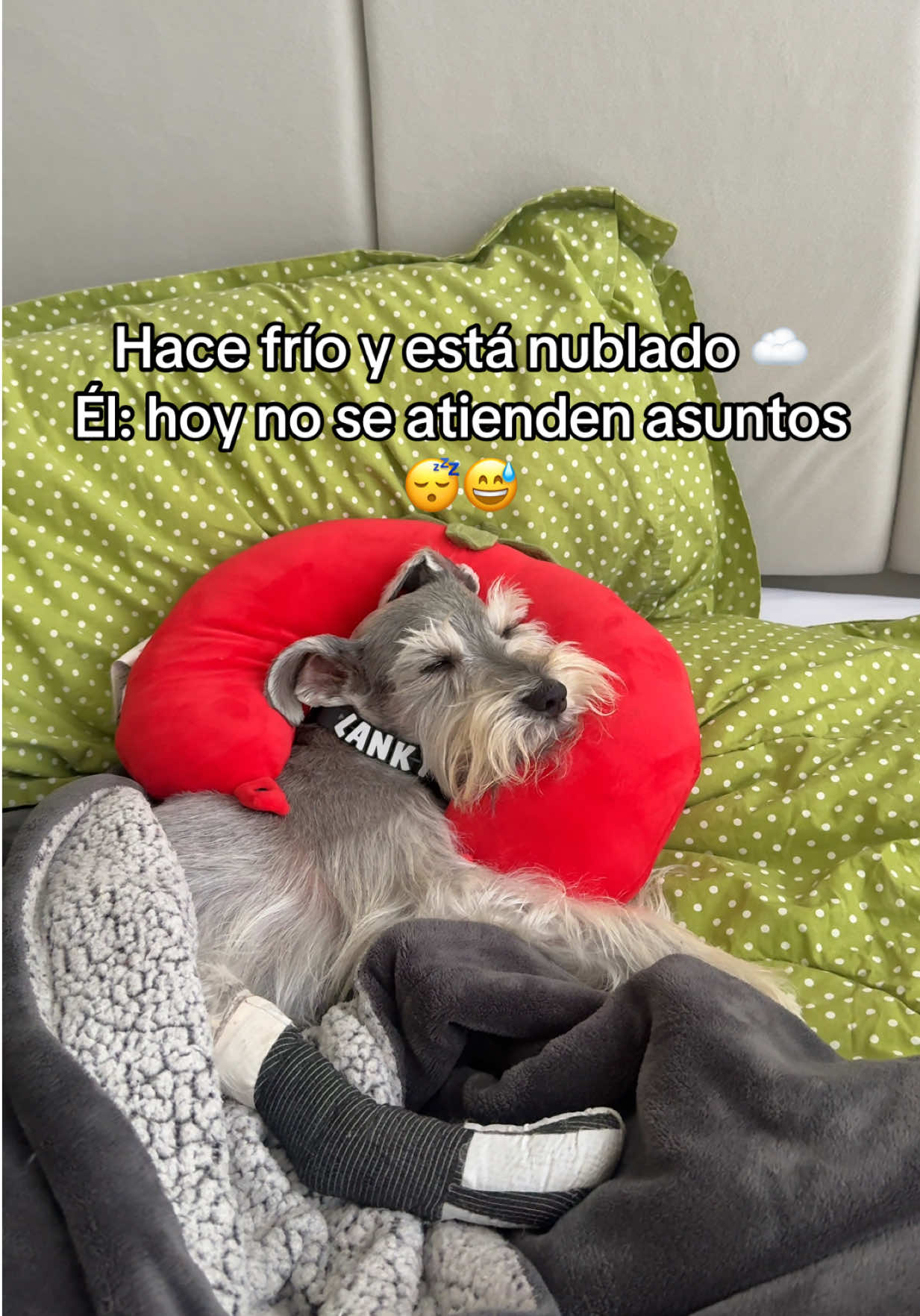 @vidadlanky