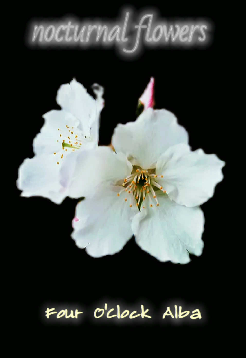 @๐๐ ๐๐๐ ๐จ´เฝ`๐๐๐๐๐ฅ๐ค