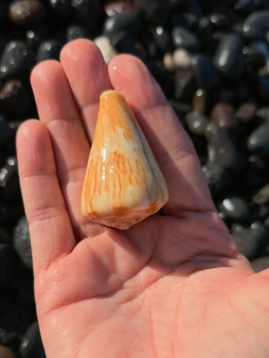 @Noe 🐚 Shells