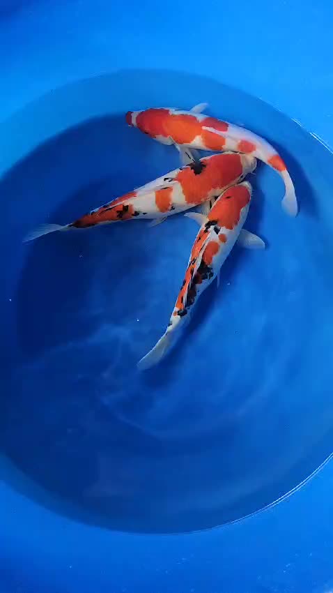 @• BINTANG KOI •