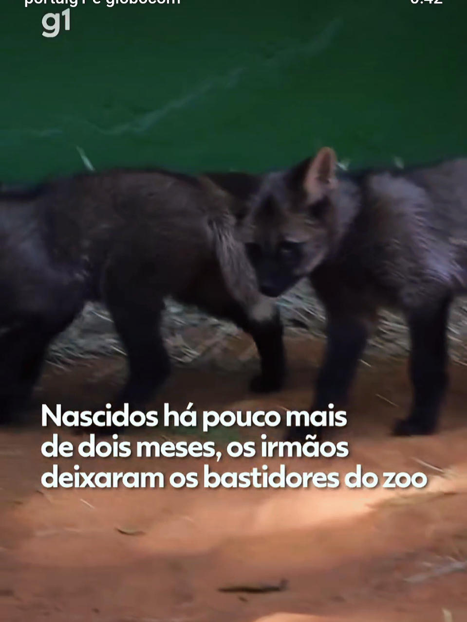 @Cyberpets