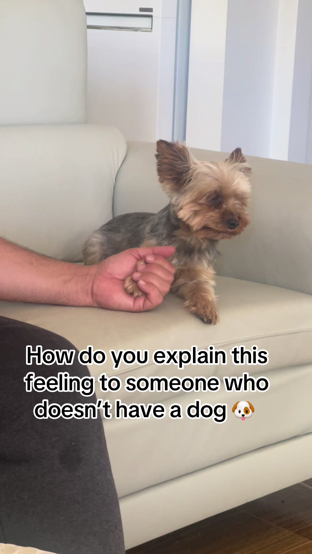@Tinka the Yorkie