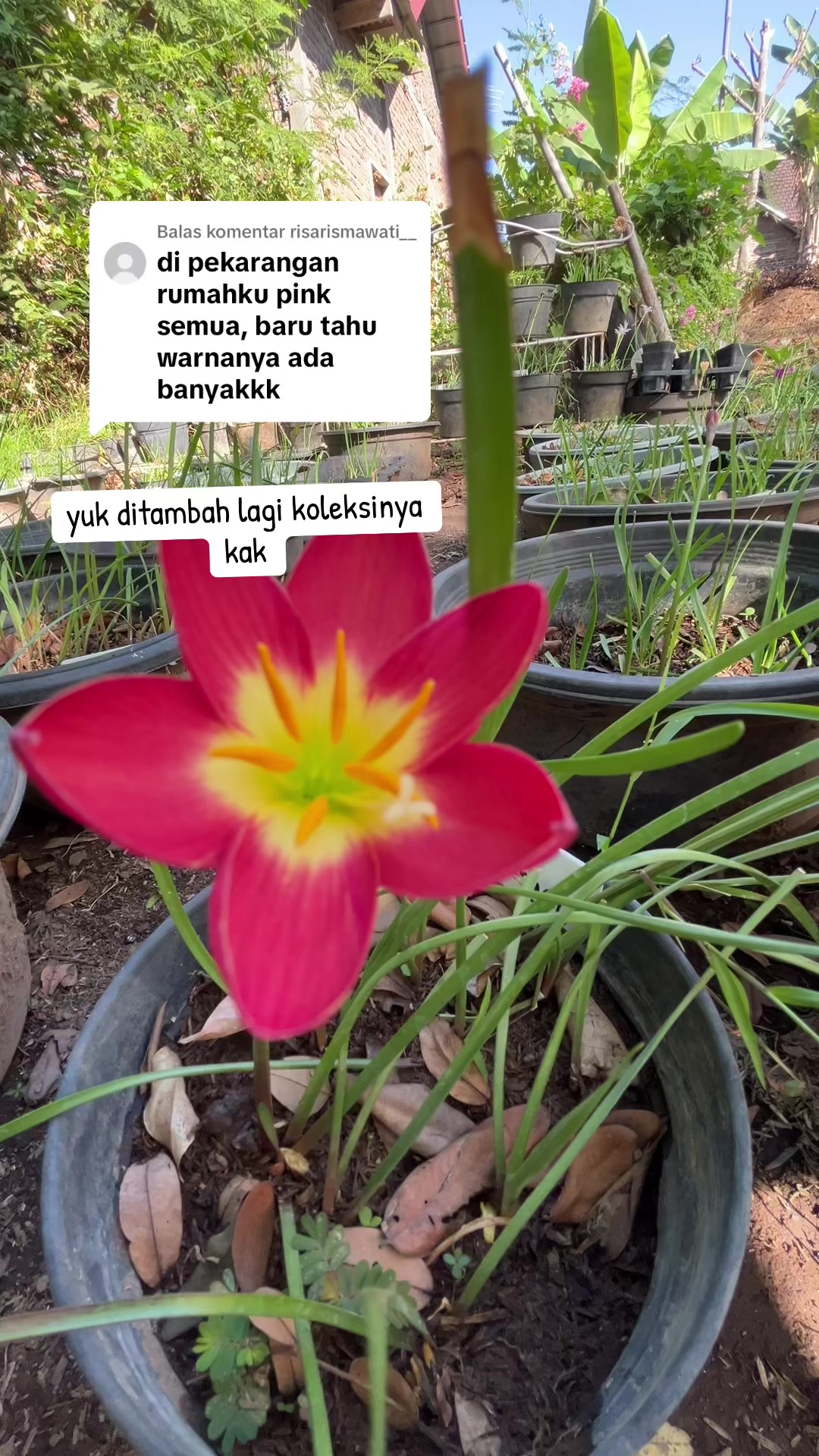 @Xeema_Nursery