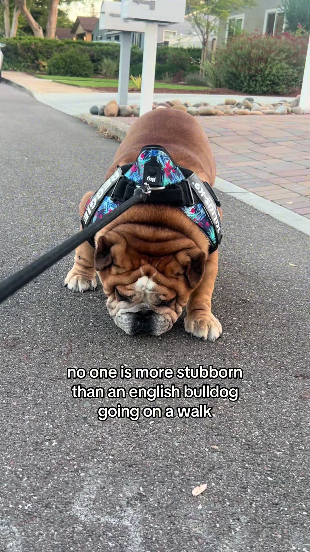 @Reggie the Bulldog