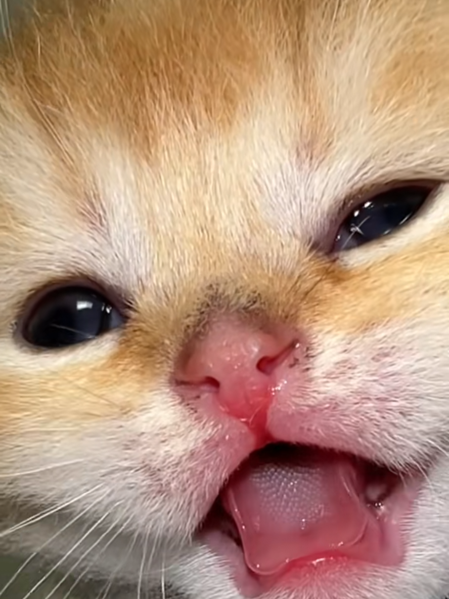 @Gatosetravessuras@10