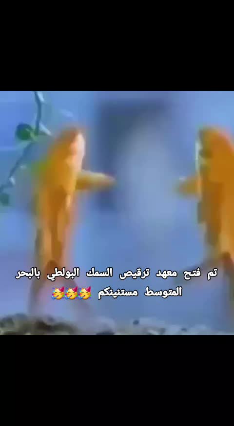 @شوكه مطبخ