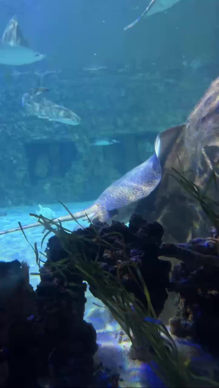 @Nitza Anarkee