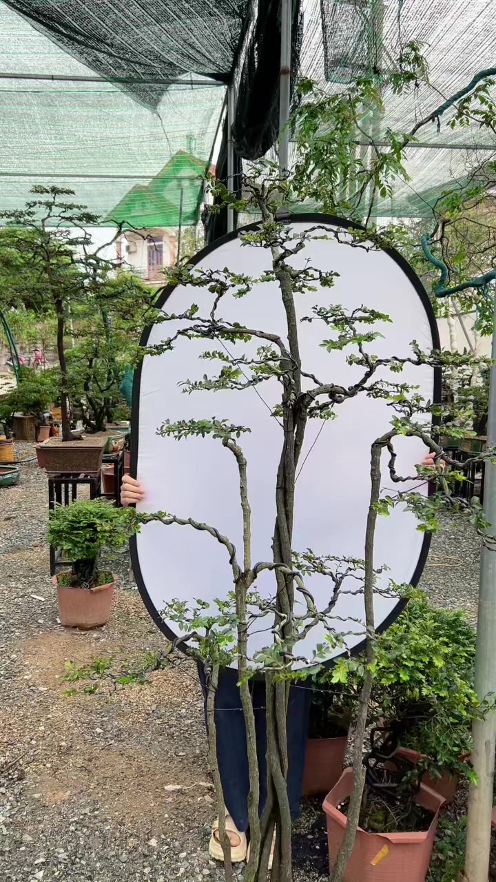 @Khổng La