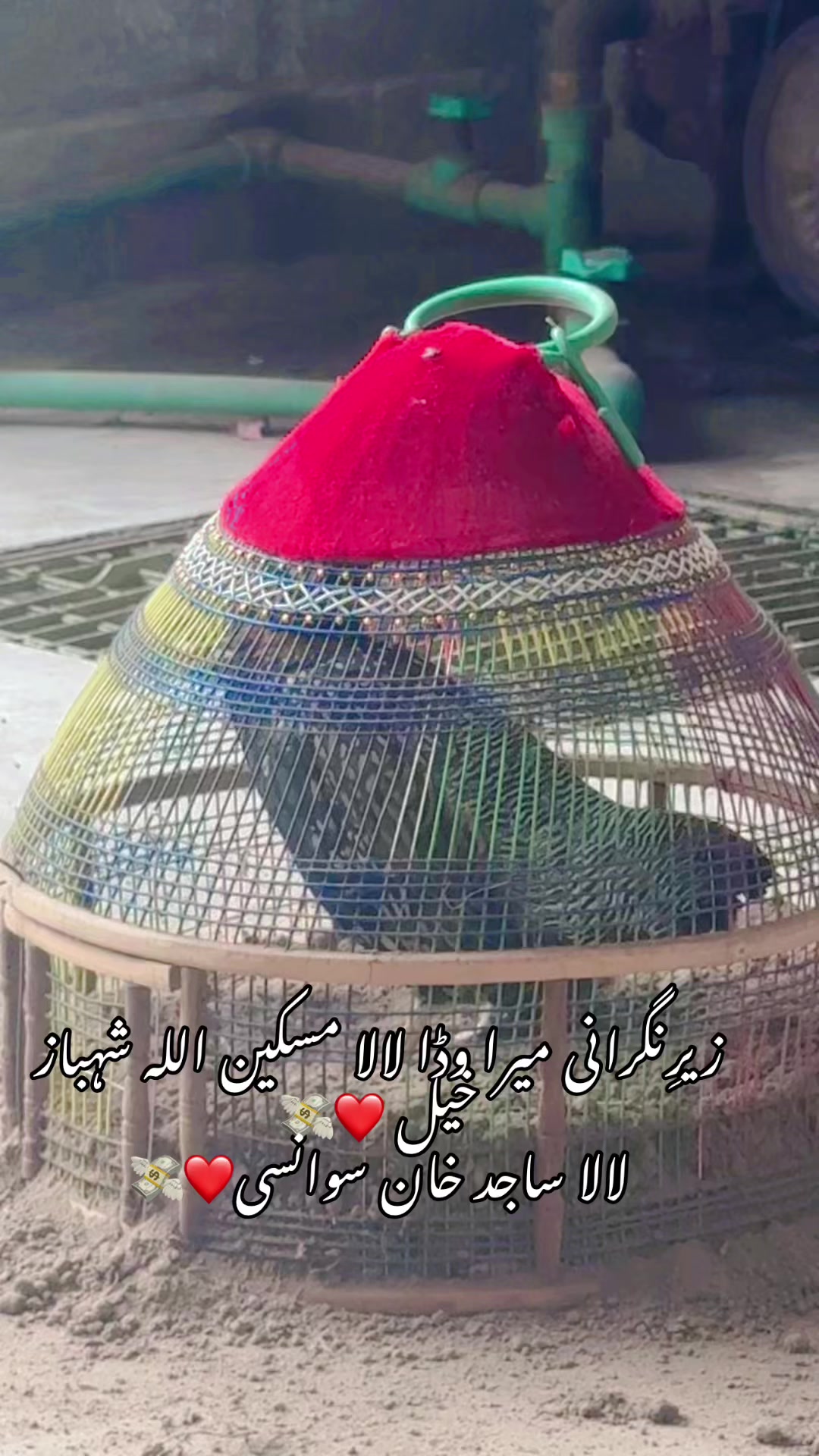 @Murshad Faxxi🔥💸(تیتری)
