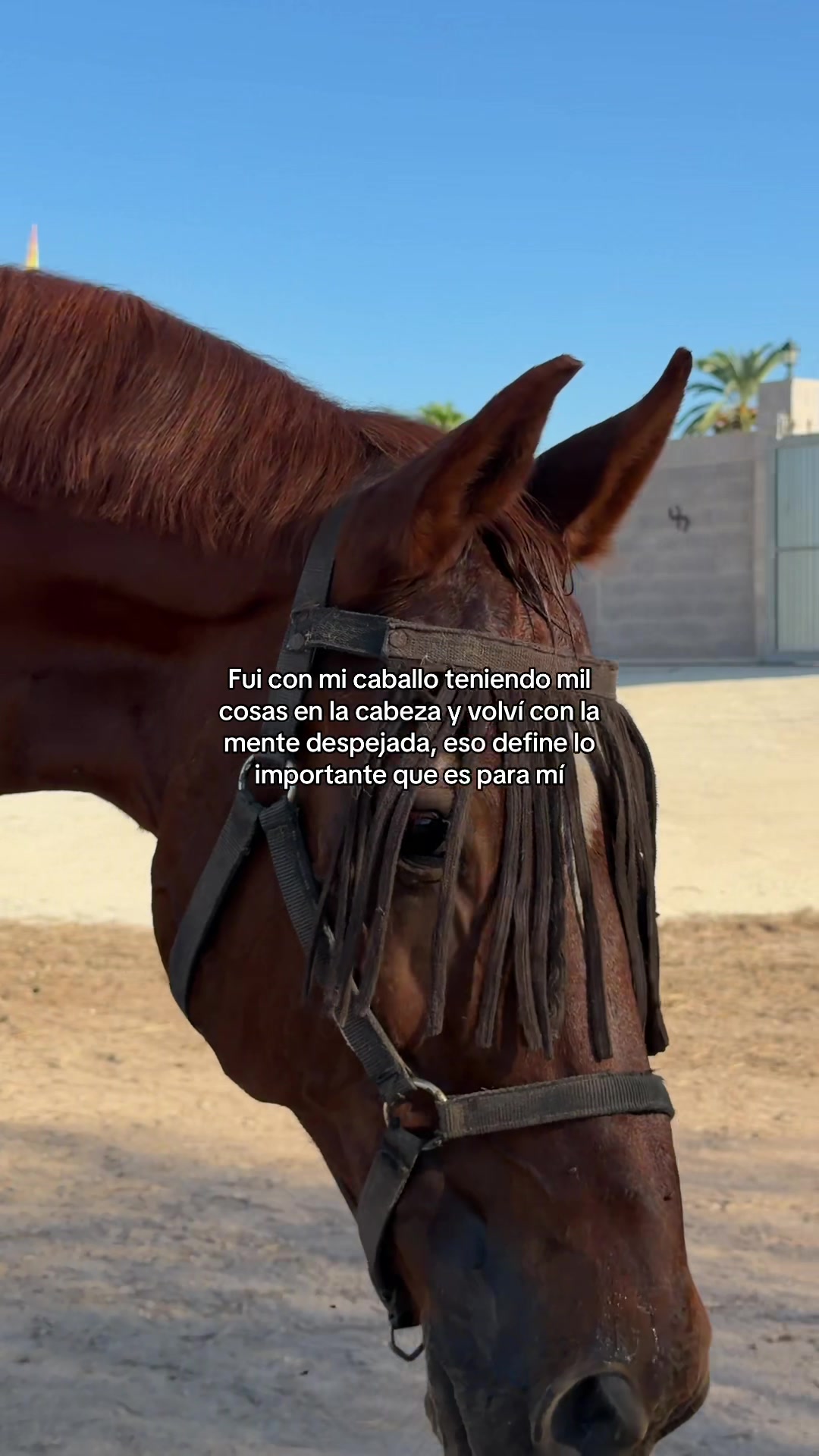 @MyHorse