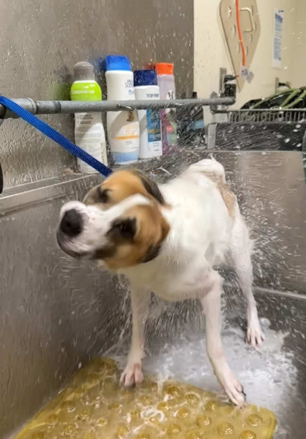 @Anchorage Animal Care Control