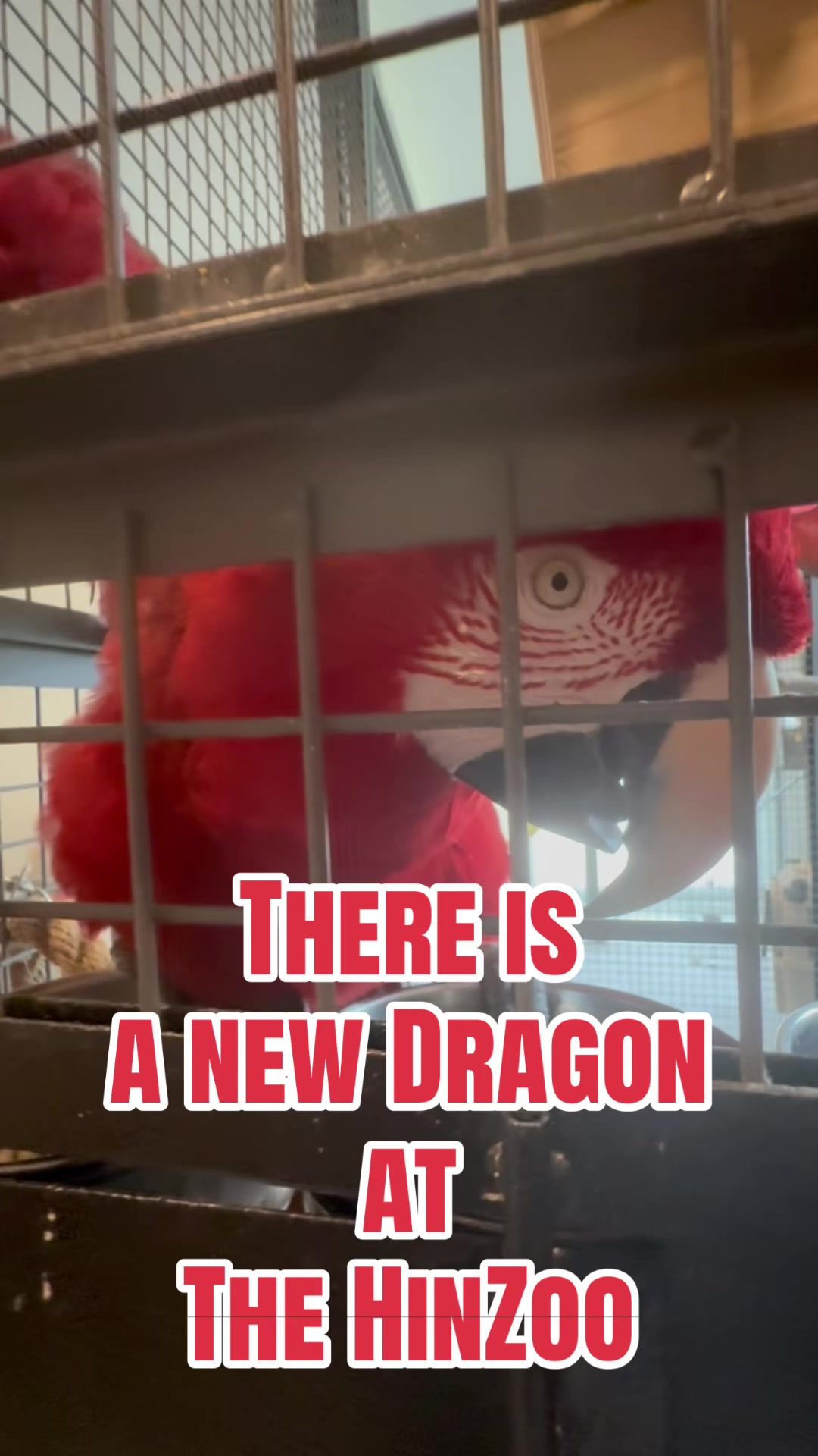 @thehinzoo