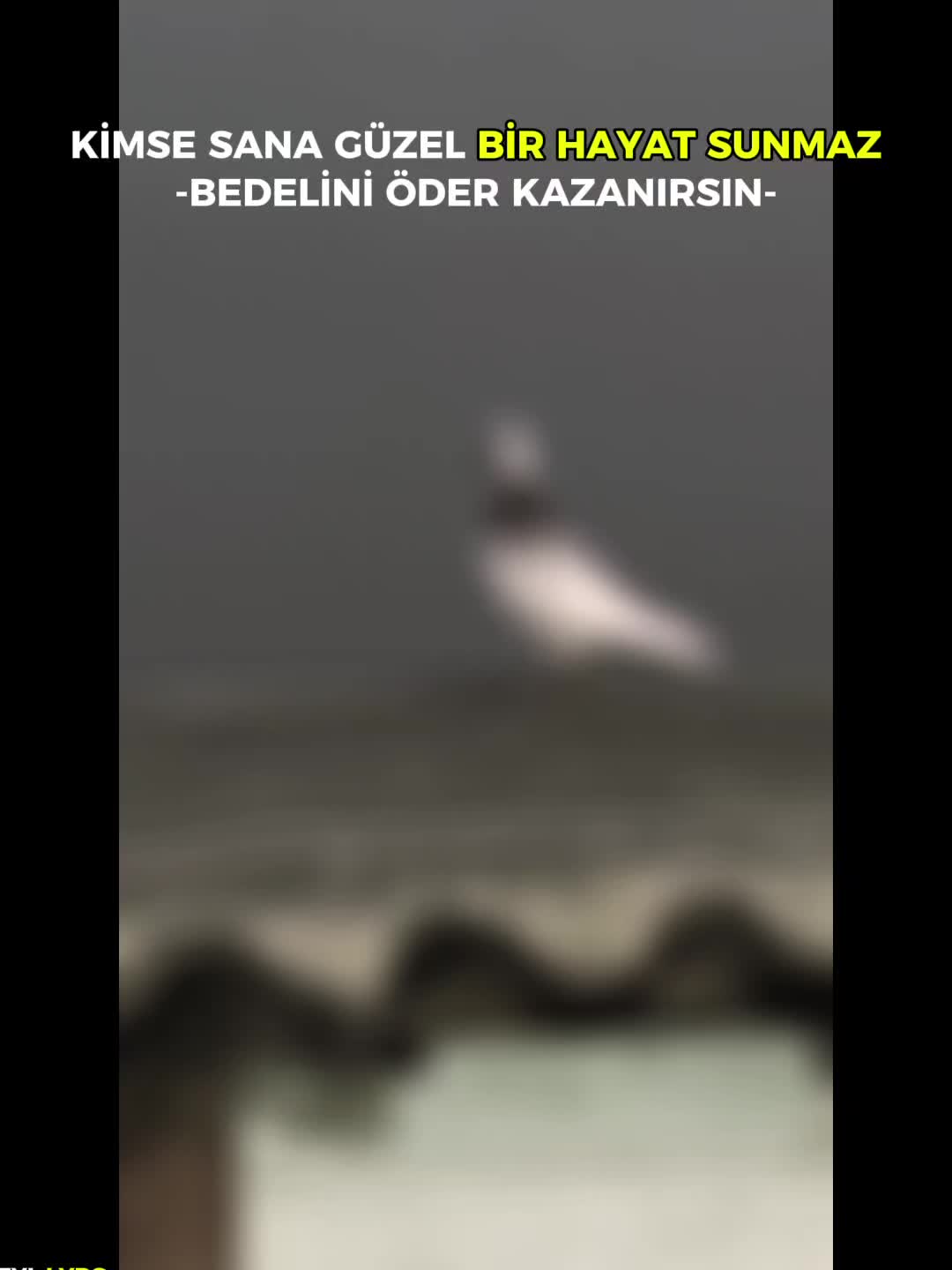 @Mustafaa Dolğun