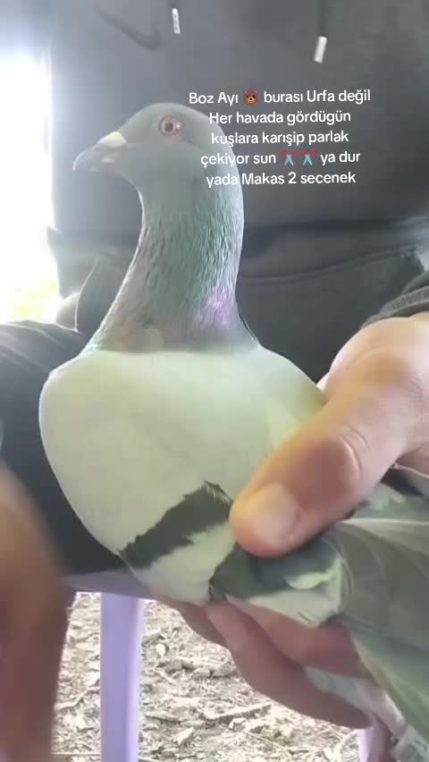 @YARIŞ POSTASI