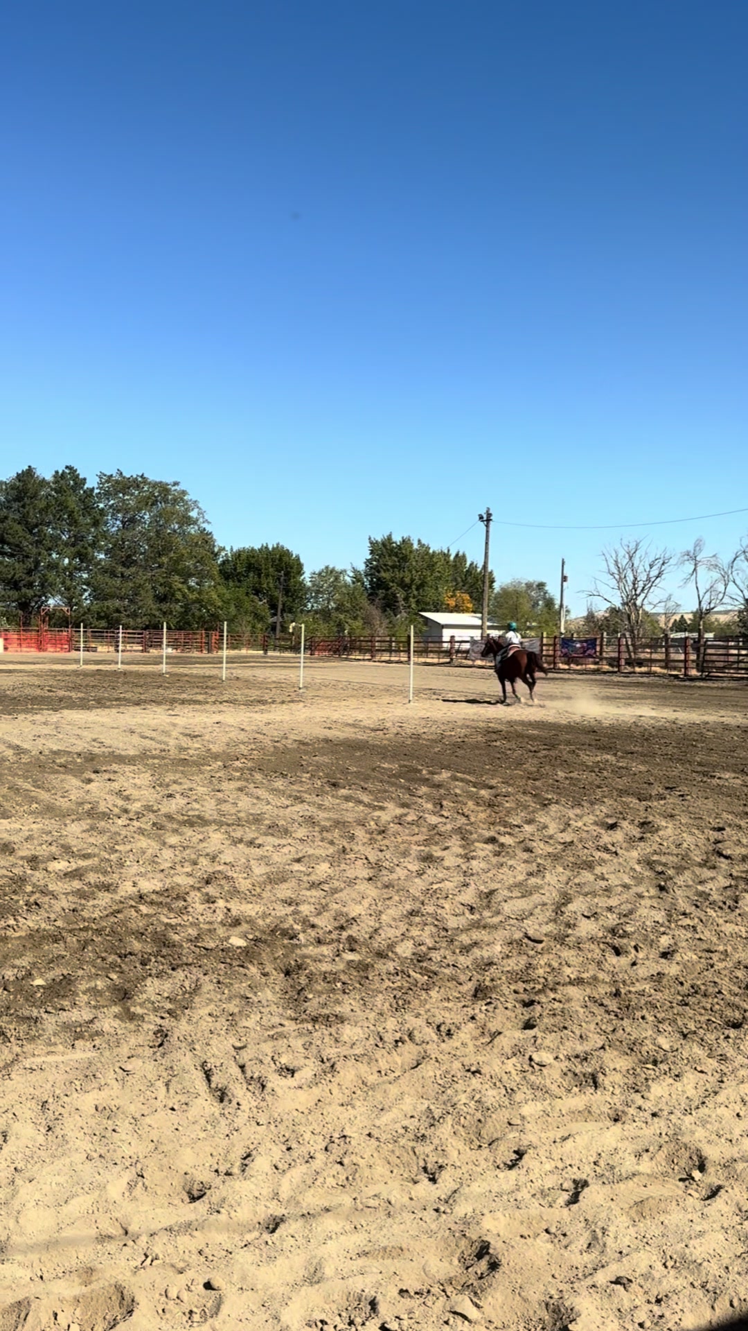 @Hot Sauce the Mini horse 🐎