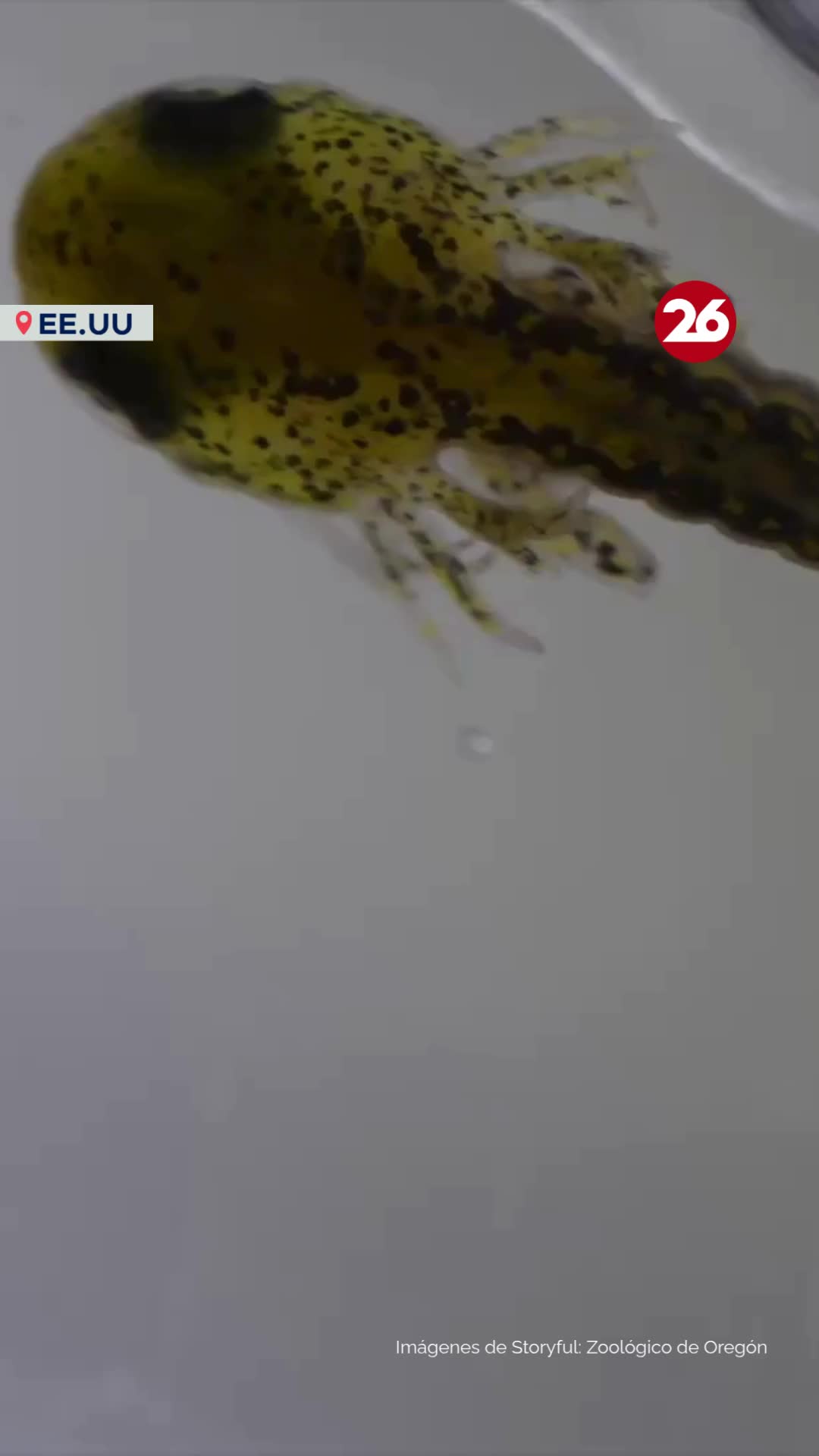 @Canal 26