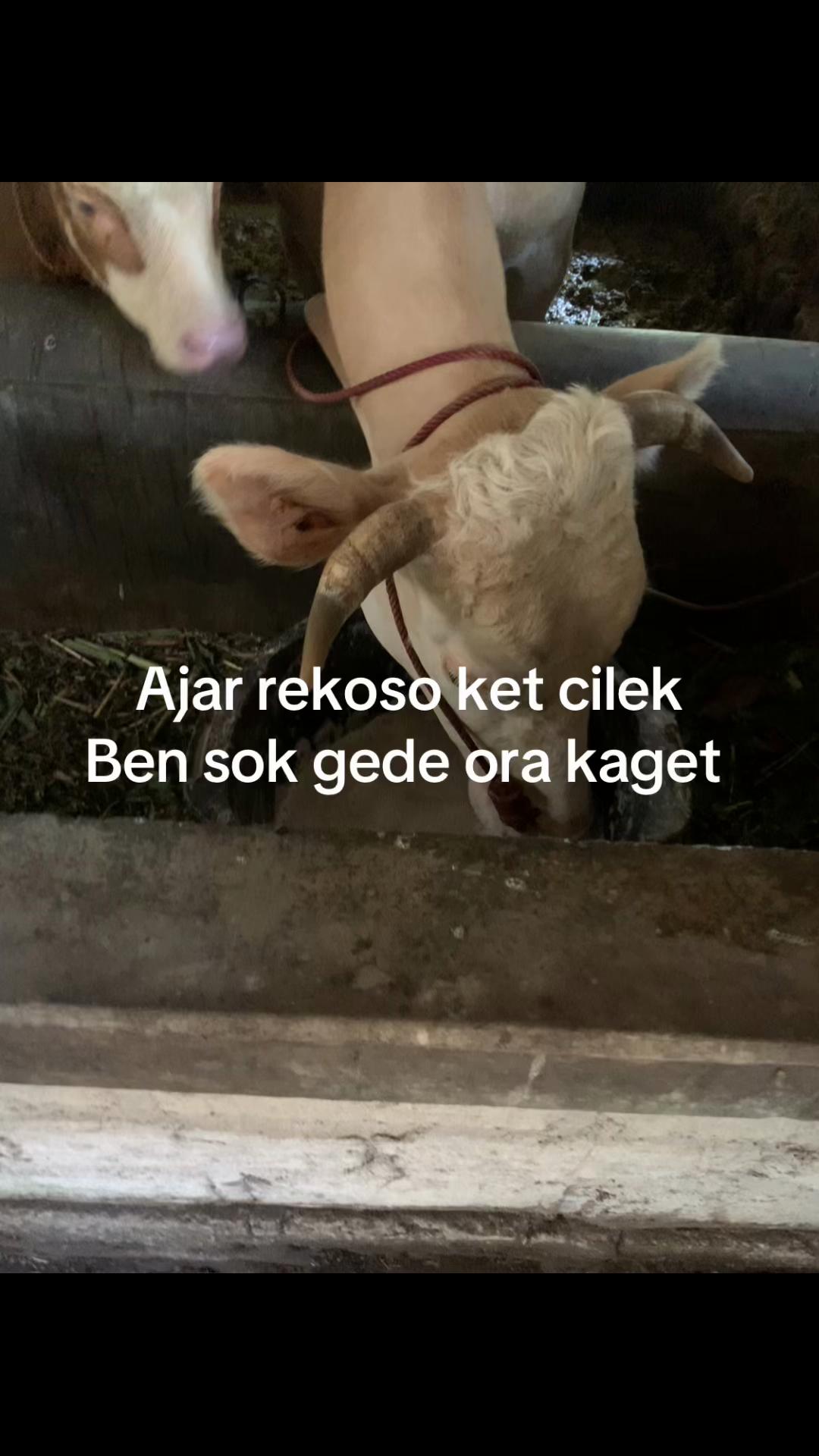 @ADTT