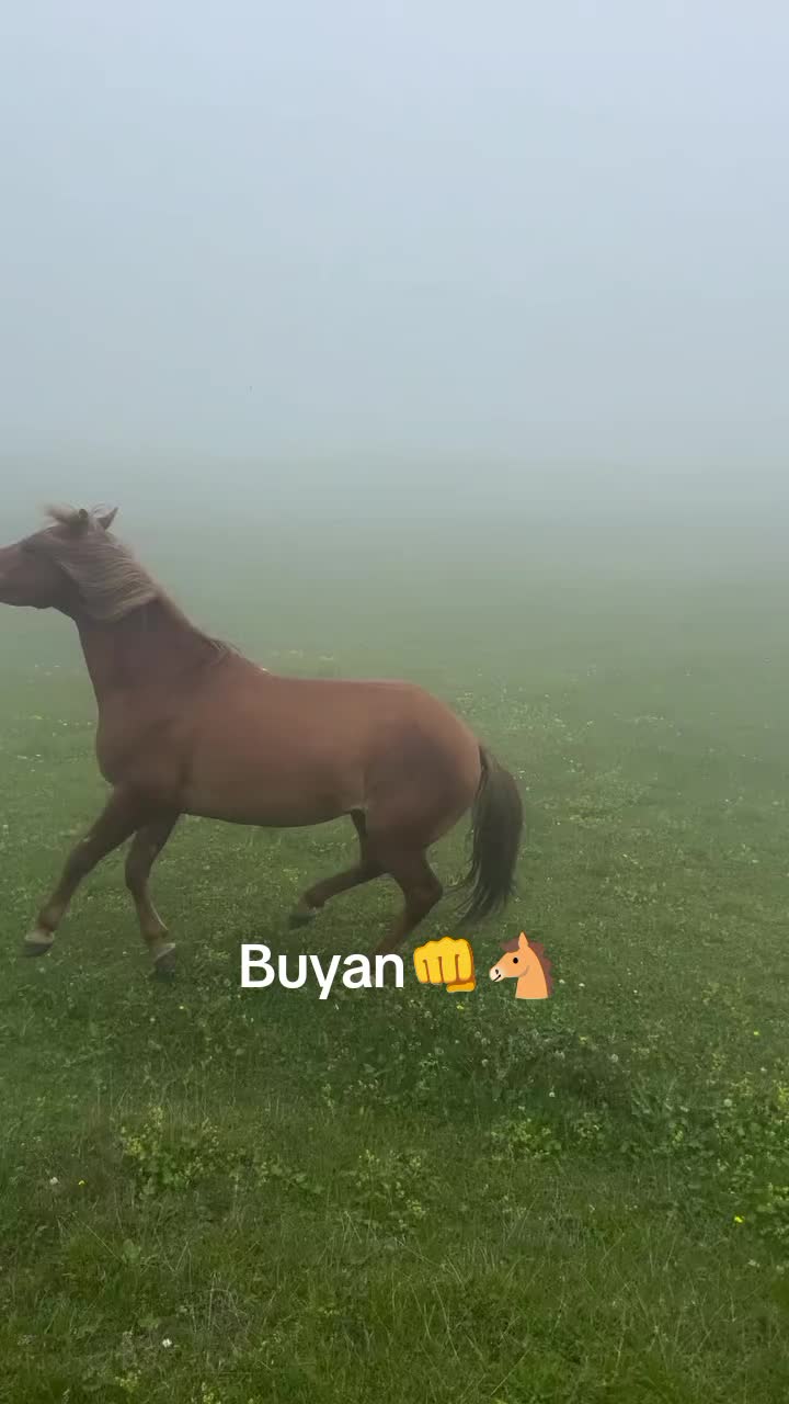 @Վաչե Գևորգյան