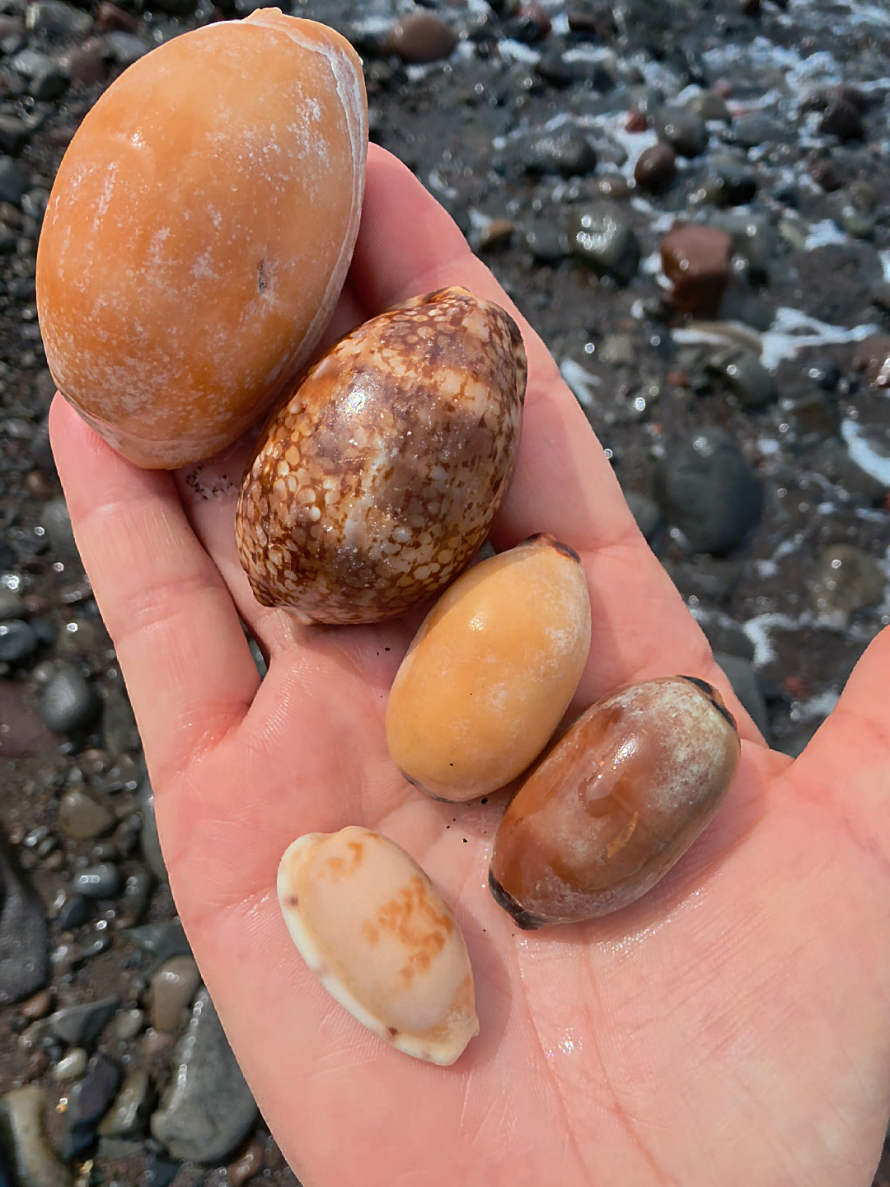 @Noe 🐚 Shells
