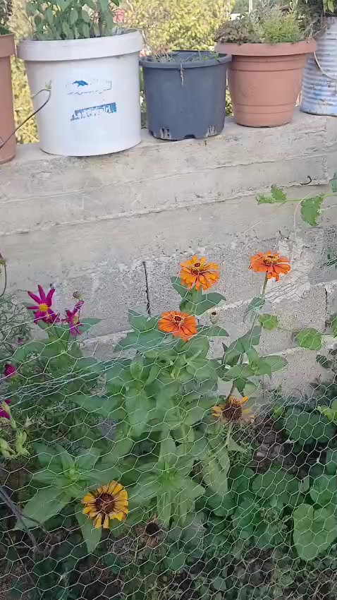@hanım ağa