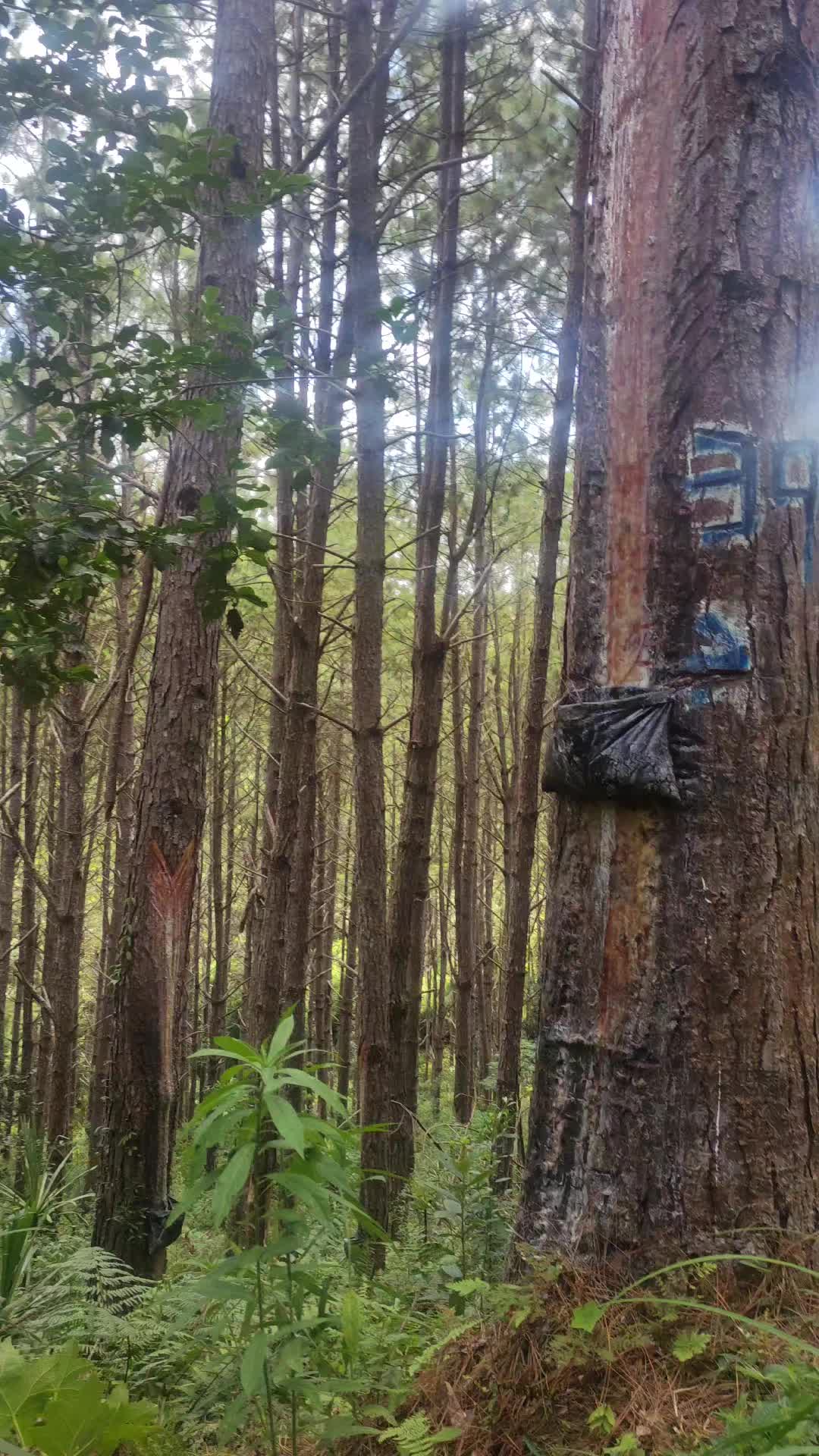 @WHresinas 🌲🛢️