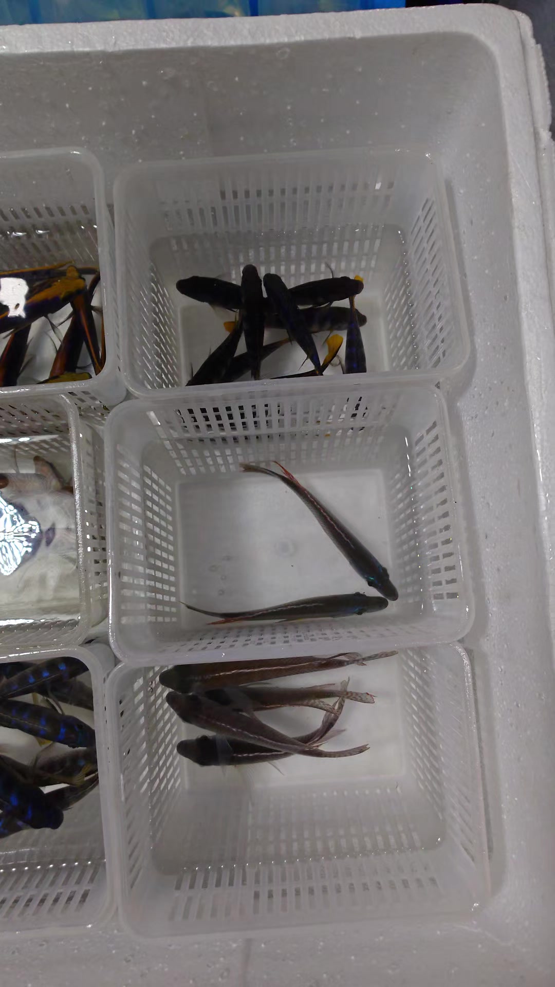 @Long life pet fish co. Ltd
