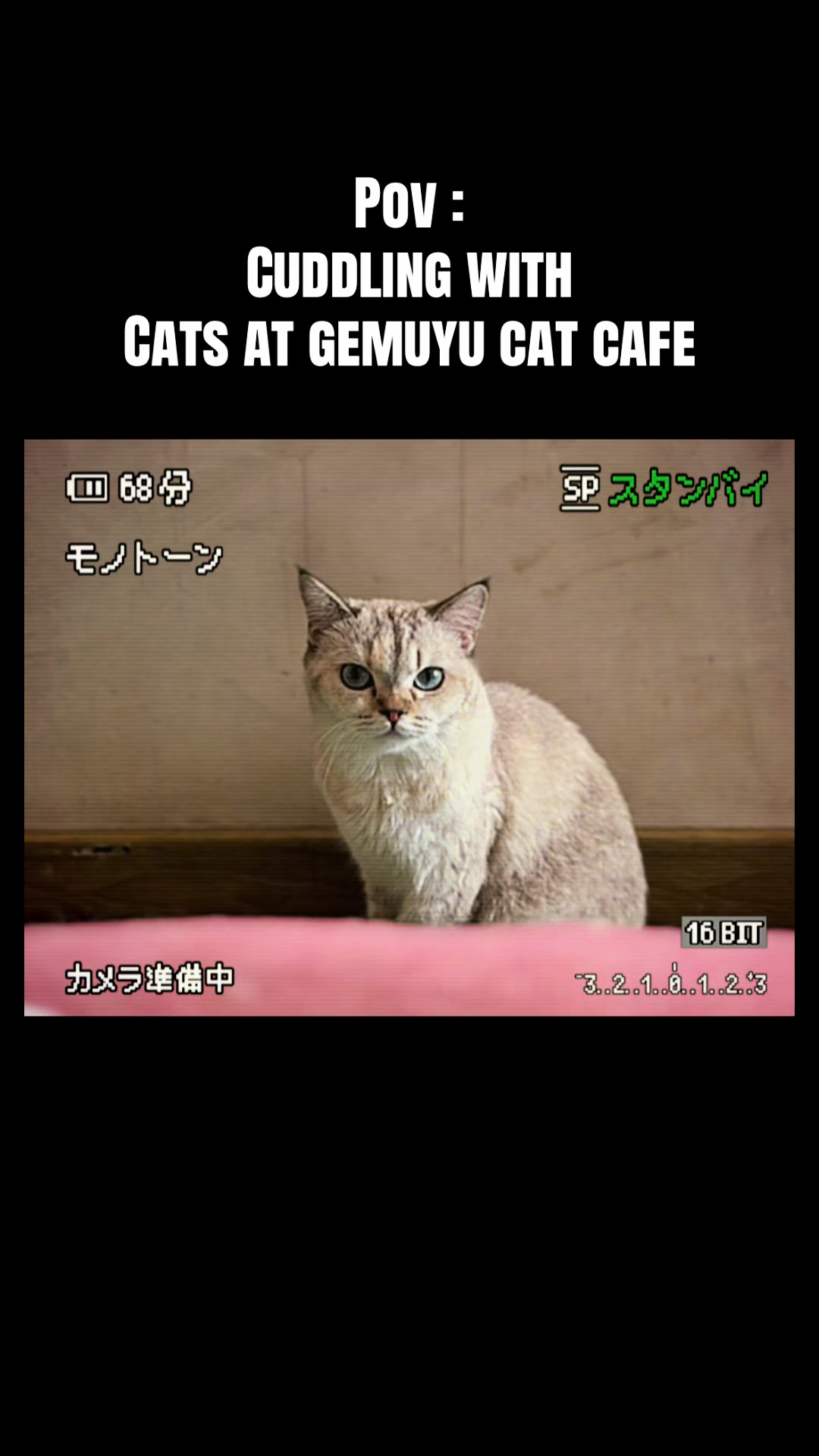 @Cafe Kucing Gemuyu