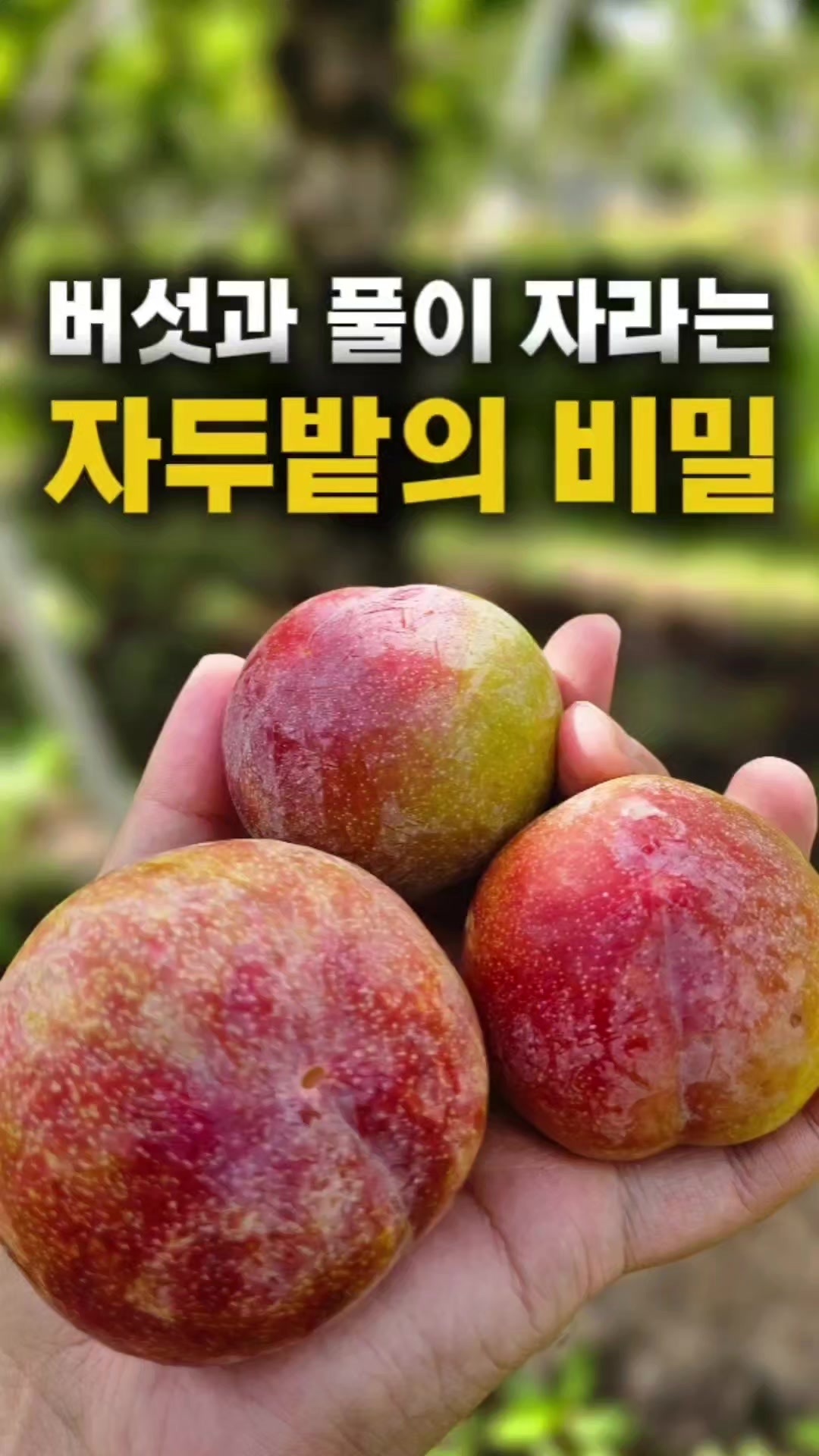 @농부대첩