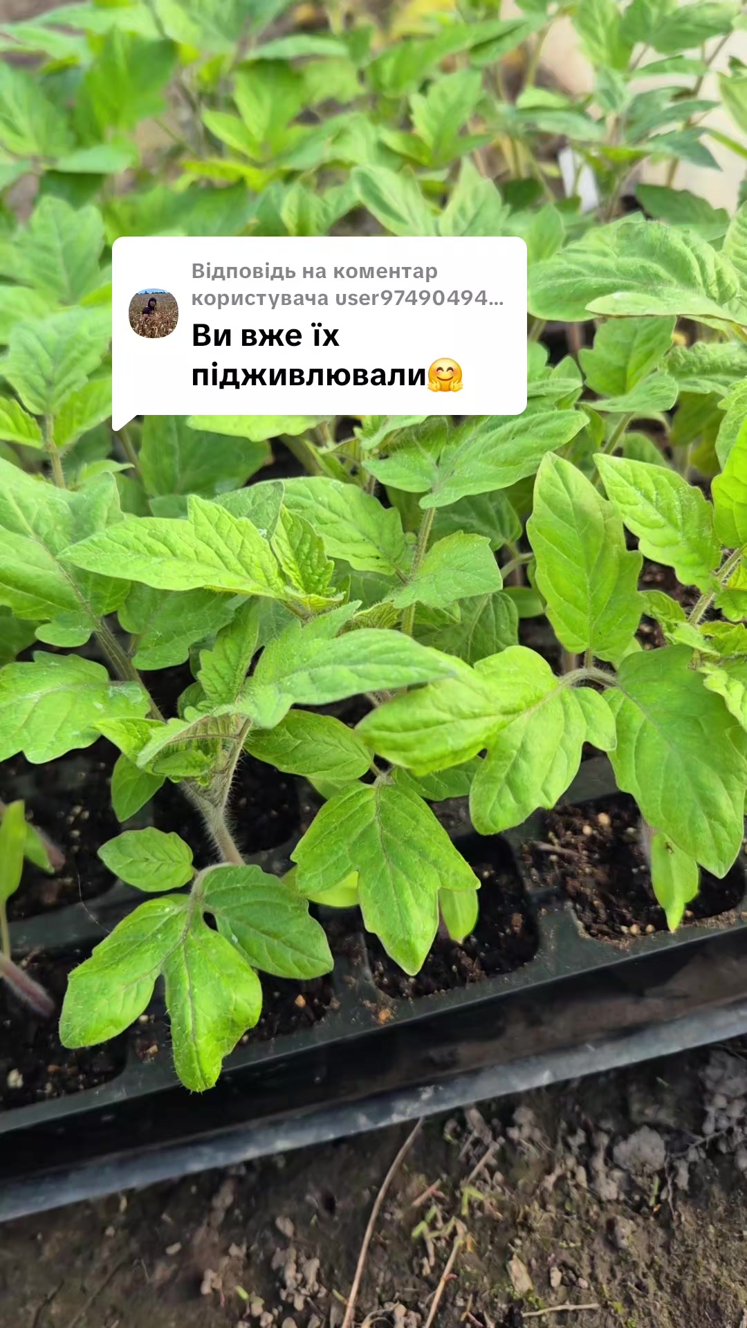 @Анна Амеліна